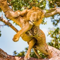 Wildlife safari in Uganda featuring the Big 5 animals