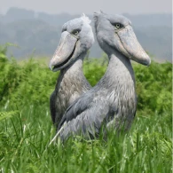 African birdwatching adventure in Uganda with shoebill and other birds