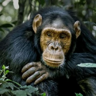 Chimpanzee trekking adventure in Kibale Forest, Uganda