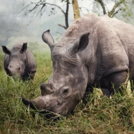 Wildlife safari in Uganda featuring the Big 5 animals