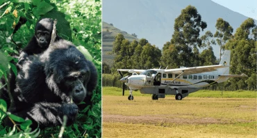 3-Day Fly-in Gorilla Trekking In Uganda