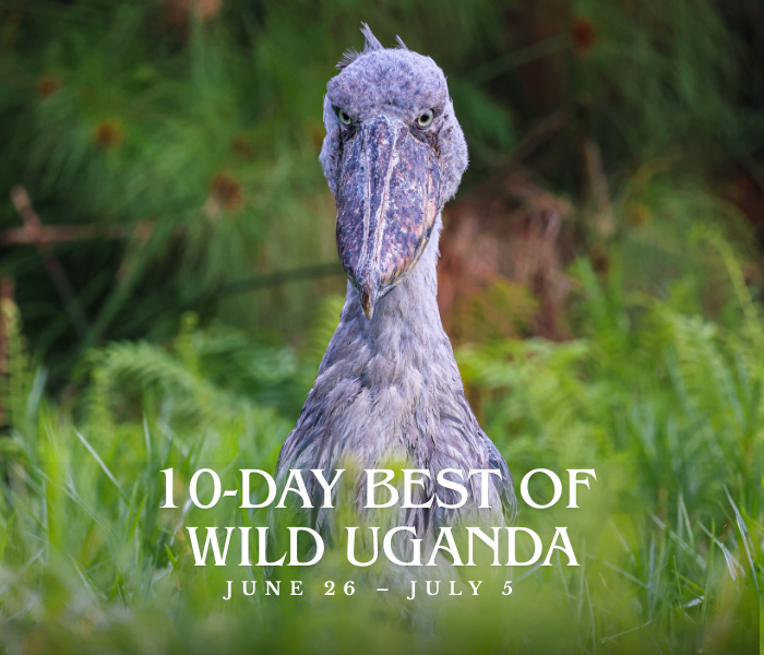 10 Day Small group Wild Uganda Safari - June 26 – July 5